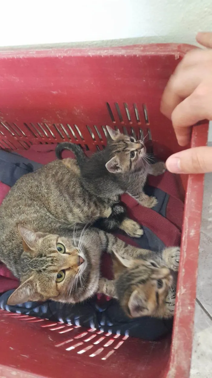 Gato ra a Exótico idade Abaixo de 2 meses nome Sem nome