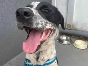 Cachorro raça SRD-ViraLata idade 2 anos nome Chico