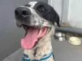 Chico