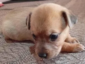 Cachorro raça SRD-ViraLata idade Abaixo de 2 meses nome Filhotes