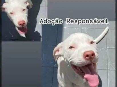 Cachorro raça Pit-Bull idade 2 a 6 meses nome Atena