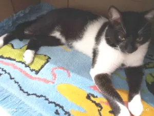 Gato raça Angorá idade 2 a 6 meses nome floid