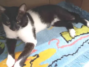 Gato raça Angorá idade 2 a 6 meses nome floid