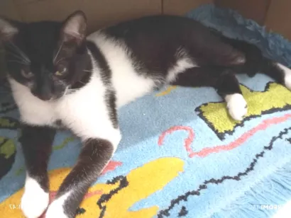 Gato raça Angorá idade 2 a 6 meses nome floid