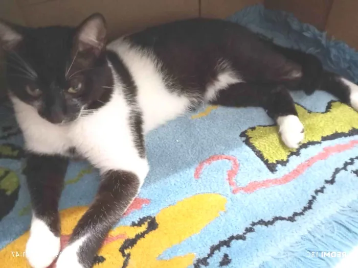 Gato ra a Angorá idade 2 a 6 meses nome floid