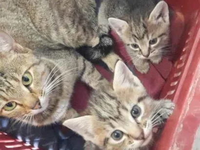 Gato raça Exótico idade Abaixo de 2 meses nome Sem nome