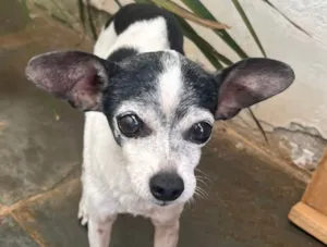 Cachorro raça Pinscher idade 1 ano nome Pingo 