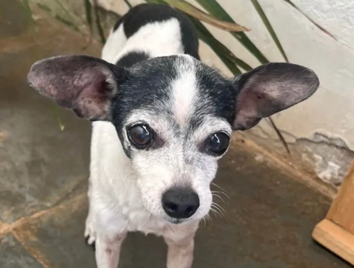 Cachorro ra a Pinscher idade 1 ano nome Pingo 
