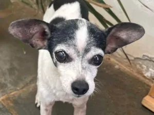 Cachorro raça Pinscher idade 1 ano nome Pingo 