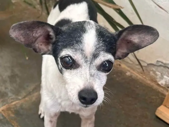 Cachorro ra a Pinscher idade 1 ano nome Pingo 