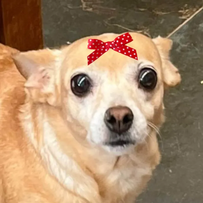 Cachorro ra a Pinscher idade 1 ano nome Teka 