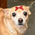 Teka
