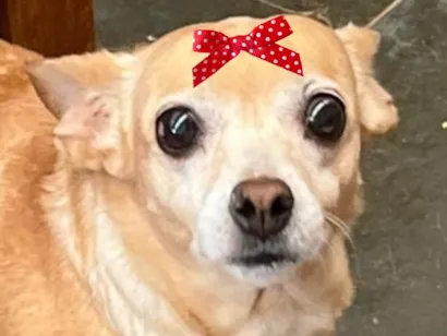 Cachorro raça Pinscher idade 1 ano nome Teka 