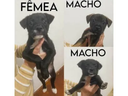 Cachorro raça SRD-ViraLata idade Abaixo de 2 meses nome Cachorros para adoção sem nome ainda!
