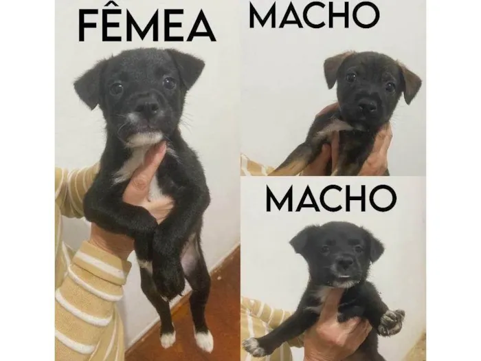 Cachorro ra a SRD-ViraLata idade Abaixo de 2 meses nome Cachorros para adoção sem nome ainda!