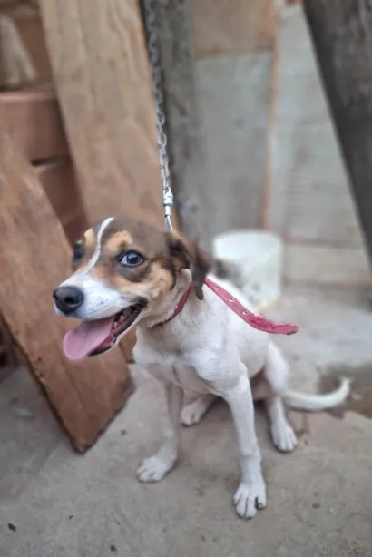 Cachorro raça SRD-ViraLata idade 1 ano nome Gigi 
