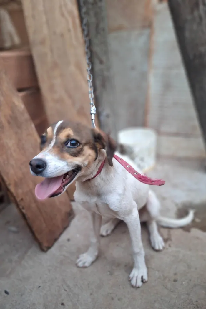 Cachorro ra a SRD-ViraLata idade 1 ano nome Gigi 