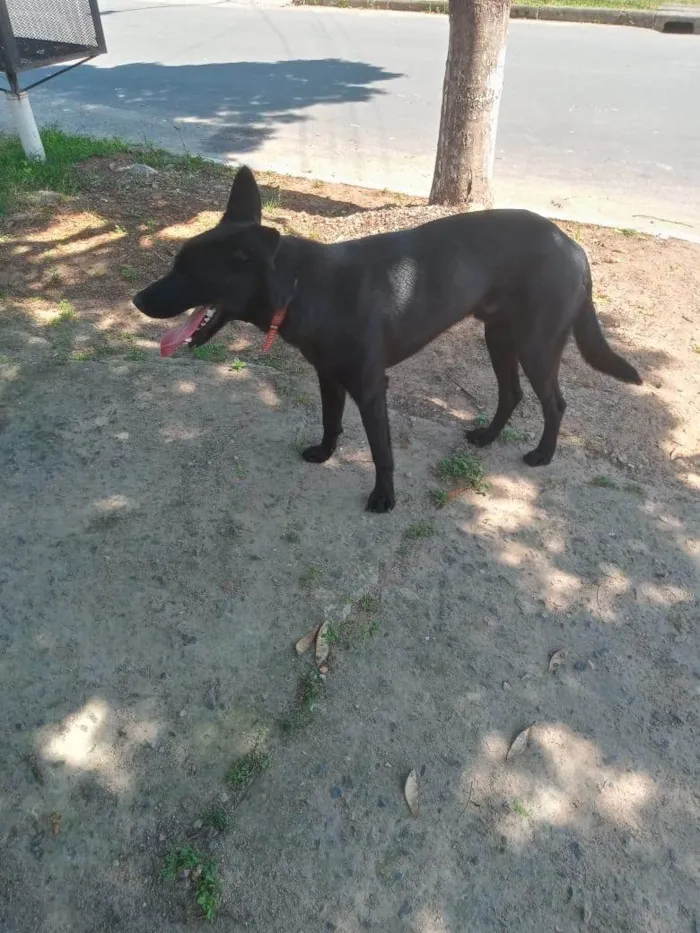Cachorro ra a SRD-ViraLata idade 1 ano nome Lucke