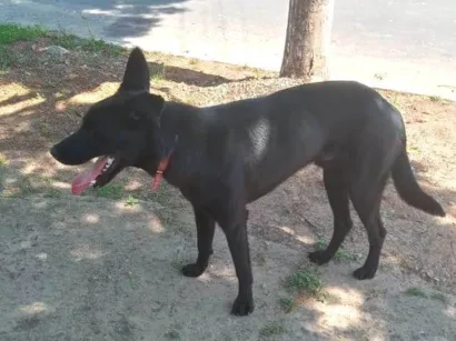 Cachorro raça SRD-ViraLata idade 1 ano nome Lucke
