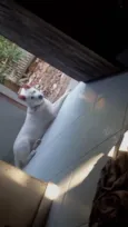 Cacau
