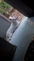 Cacau