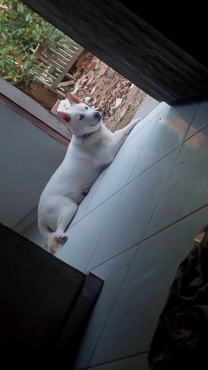 Cachorro ra a Pastor Alemão idade 7 a 11 meses nome Cacau