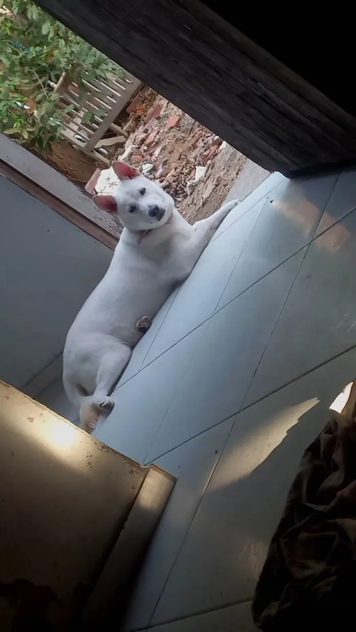 Cachorro ra a Pastor Alemão idade 7 a 11 meses nome Cacau