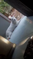 Cacau