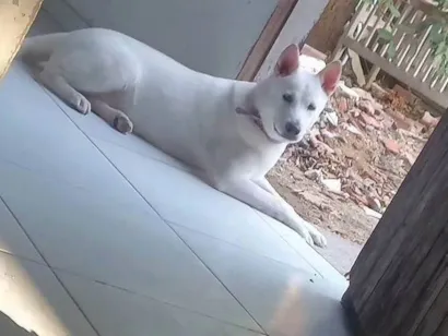 Cachorro raça Pastor Alemão idade 7 a 11 meses nome Cacau