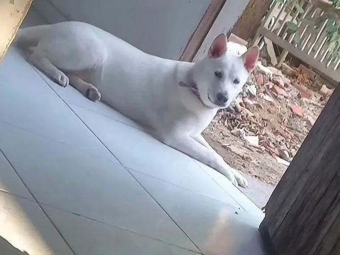 Cachorro ra a Pastor Alemão idade 7 a 11 meses nome Cacau