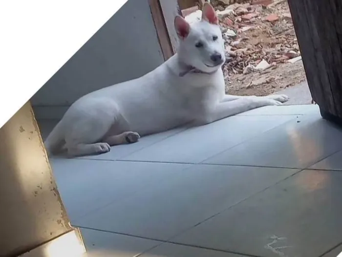 Cachorro ra a Pastor Alemão idade 7 a 11 meses nome Cacau