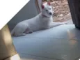 Cacau