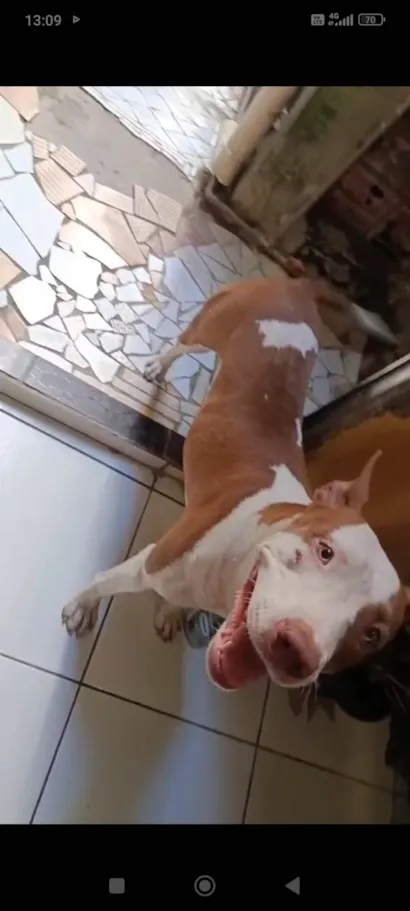 Cachorro raça Pit-Bull idade 2 anos nome Sol