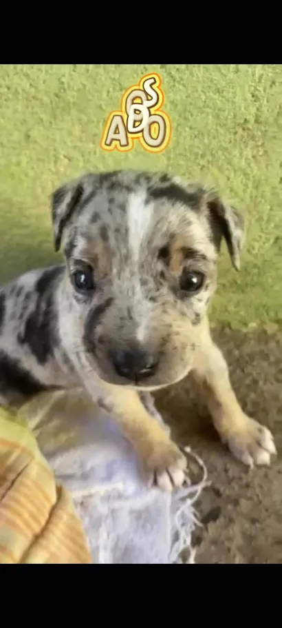 Cachorro raça SRD-ViraLata idade Abaixo de 2 meses nome Gabriela
