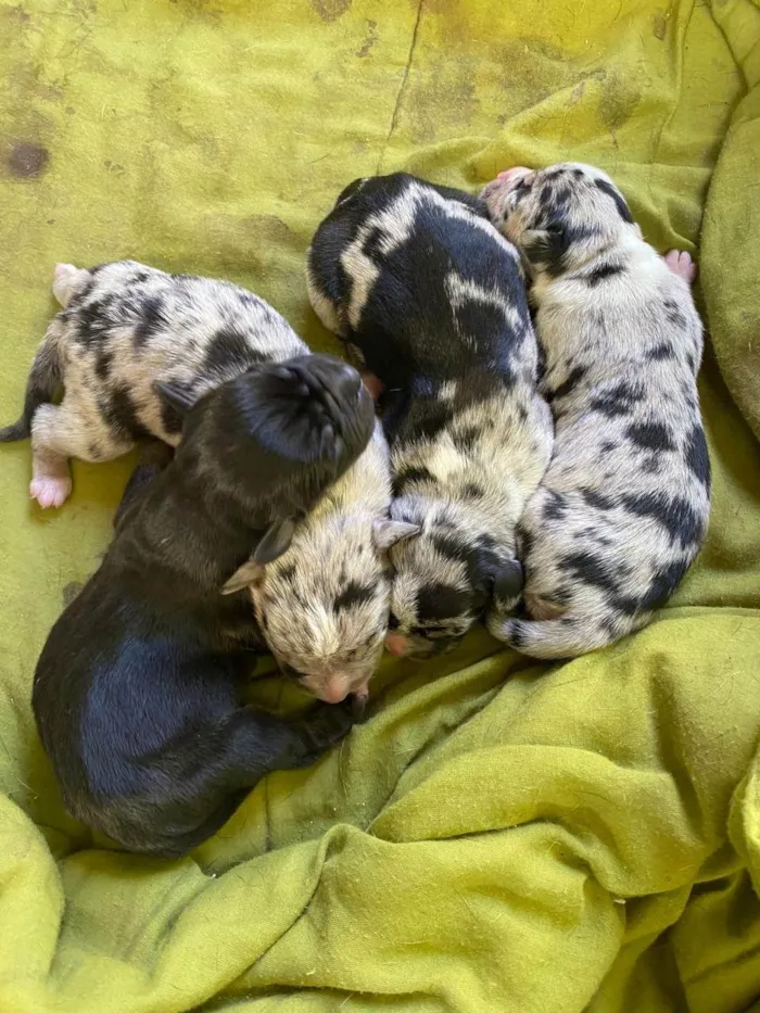 Cachorro ra a SRD-ViraLata idade Abaixo de 2 meses nome Gabriela