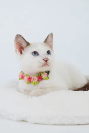 Gato raça SRD-ViraLata idade 2 a 6 meses nome Lily