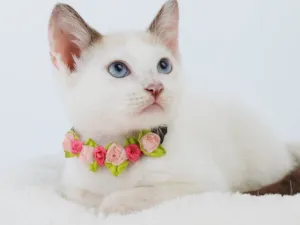 Gato raça SRD-ViraLata idade 2 a 6 meses nome Lily