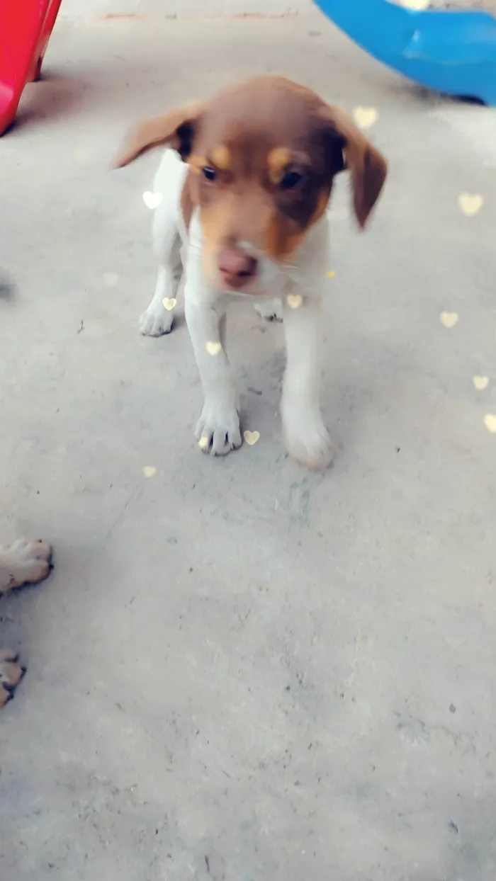 Cachorro ra a SRD-ViraLata idade 2 a 6 meses nome Marlow 