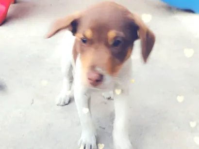 Cachorro raça SRD-ViraLata idade 2 a 6 meses nome Marlow 