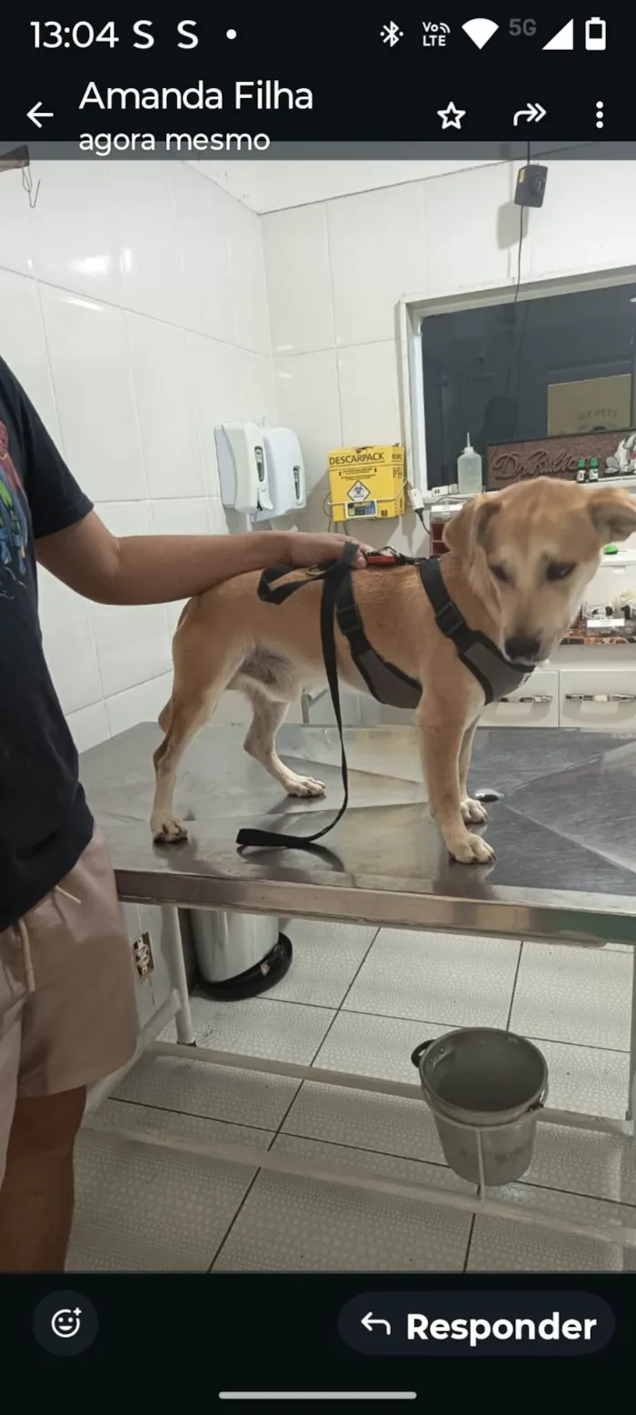 Cachorro ra a SRD-ViraLata idade 3 anos nome Costela 