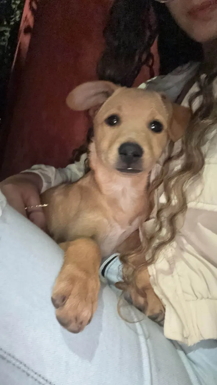 Cachorro ra a SRD-ViraLata idade 2 a 6 meses nome Não sabemos 
