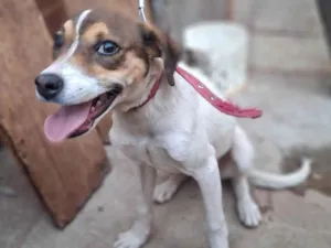 Cachorro raça SRD-ViraLata idade 1 ano nome Gigi 