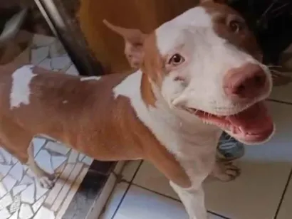 Cachorro raça Pit-Bull idade 2 anos nome Sol