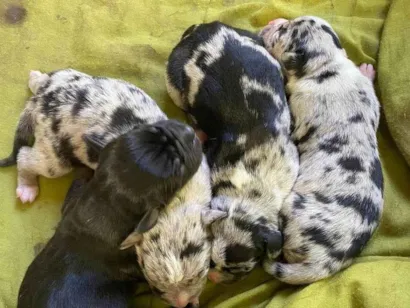 Cachorro raça SRD-ViraLata idade Abaixo de 2 meses nome Gabriela