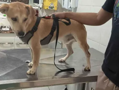 Cachorro raça SRD-ViraLata idade 3 anos nome Costela 