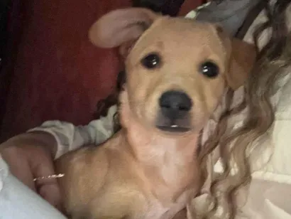 Cachorro raça SRD-ViraLata idade 2 a 6 meses nome Não sabemos 