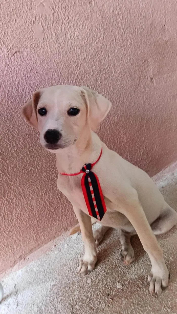 Cachorro ra a SRD-ViraLata idade 1 ano nome Bam