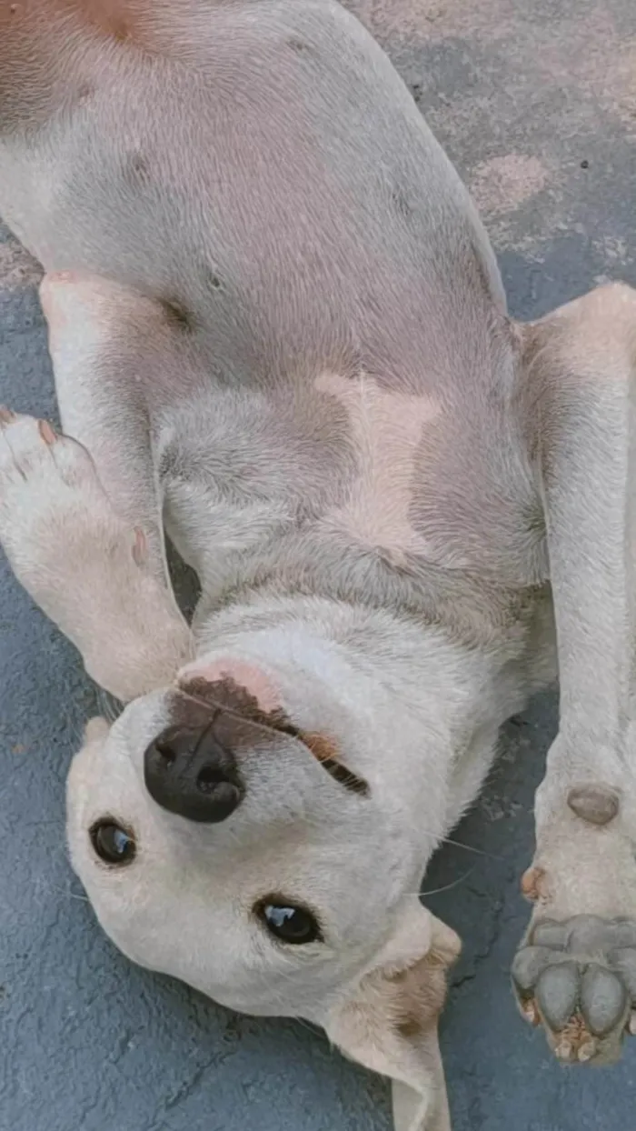 Cachorro ra a SRD-ViraLata idade 1 ano nome Bam