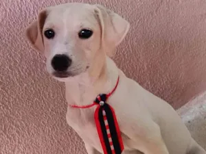Cachorro raça SRD-ViraLata idade 1 ano nome Bam