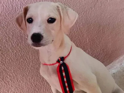Cachorro raça SRD-ViraLata idade 1 ano nome Bam